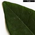 SpeciesSub: var. amurensis